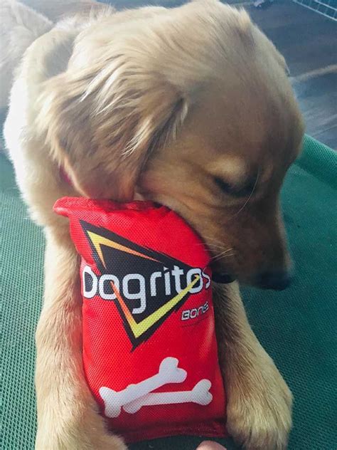 Plus, these puppy training treats contain dha to support cognitive development—brain food for your growing dog! Golden Retriever puppy with her own Dogritos | Retriever ...