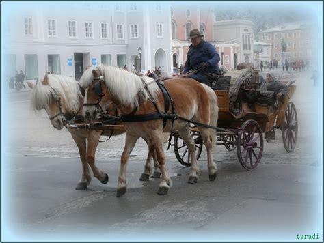 Fiaker goulash fiakergulasch is a special viennese version of the hot and spicy puszta dish. Fiaker am Mozartplatz Foto & Bild | bus & nahverkehr ...