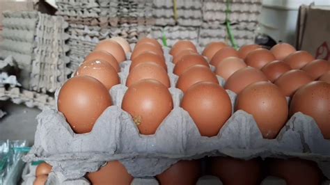 Maka dari itu telur ayam petelur tidak akan pernah menetas jika dierami. metide pemasaran dan packing telur si ayam petelur - YouTube