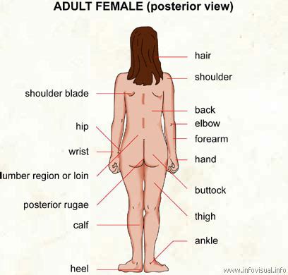 Back side body parts in english. English for Nursing