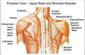 Sometimes it is easier to understand anatomy when you look at a visual representation. Shoulder Ebook: How To Treat and Prevent Shoulder Injuries