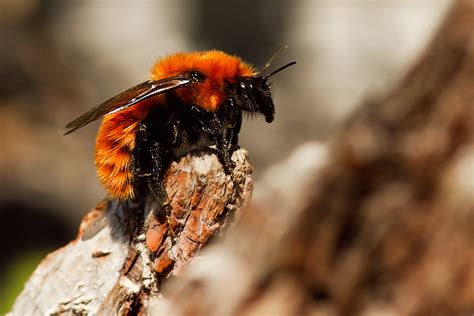 Why does bumble only show city? Peaceful bumblebee becomes invasive | ETH Zurich