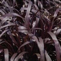 How to plant princess caroline purple fountain grass. Grass, Pennisetum Princess Caroline - RCOP