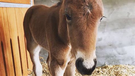 September 1989 in weilheim in oberbayern) ist ein deutscher fußballspieler. Name gesucht! Wie soll Thomas & Lisa Müllers Fohlen heißen ...