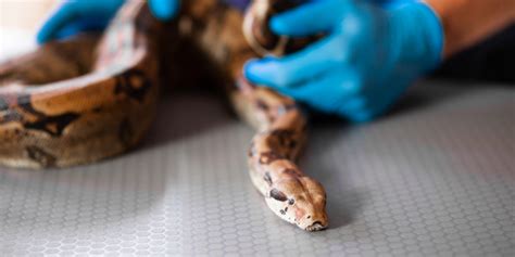 Find vet services for exotic pets near you. How Can I Tell When My Exotic Pet is Sick? | Avian ...