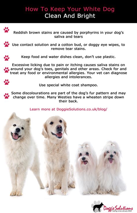 You're reading this because you're searching for ideas to keep and maintain a clean and orderly house. How To Keep Your White Dog's Fur Clean And Bright at ...