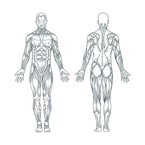 See more ideas about anatomy drawing, female torso, anatomy reference. Building Confidence in your Physical Assessment Skills ...