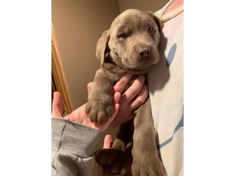 Consistently one of the most popular dog breeds wonderful people to do business with such a pleasure they answered all my questions and helped me get my beautiful little silver lab boy he is. 8 weeks old purebred Silver Lab puppies in Kalamazoo ...