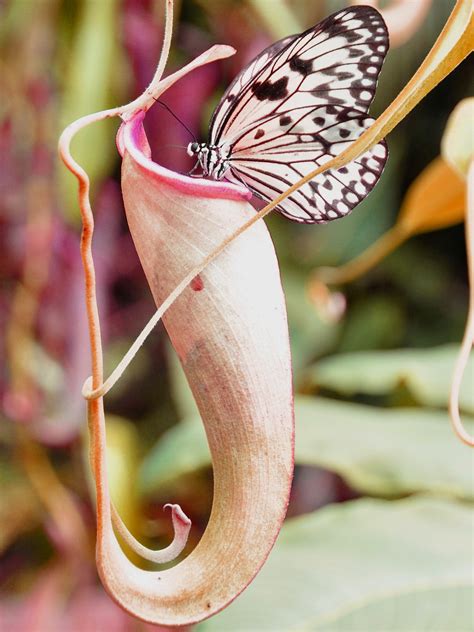 By forming habitats, such as lush rainforests and shady woodlands, they provide a place for animals to live. Facts About the Pitcher Plant