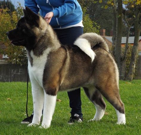 Akita information including personality, history, grooming, pictures, videos, and the akc breed ©american kennel club. American Akita for stud good bloodline kc reg | Stafford, Staffordshire | Pets4Homes