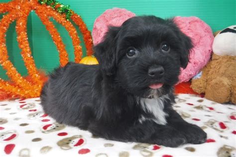 The mid florida havanese club was founded in the spring of 2006. Havanese Puppies for Sale - FL | Royal Flush Havanese