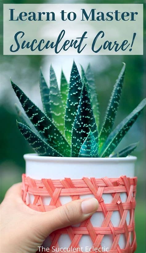 We did not find results for: You Can Master Succulent Care! in 2020 | Succulent care ...