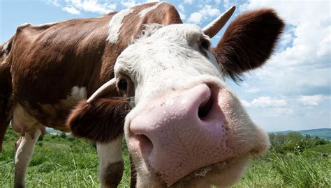 My very first time free porn. Study finds talking to cows face-to-face helps them relax ...