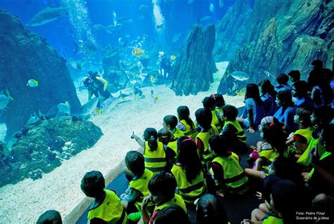 Aluno do 3º ano de biologia da faculdade de ciências de lisboa, nuno foi. No Oceanário de Lisboa há atividades no Natal para os mais ...