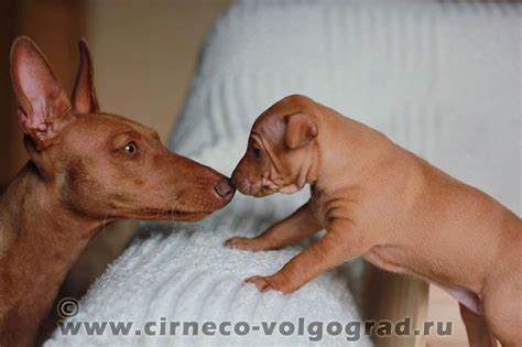 Although the term cirneco has greek origins. Cirneco Dell'Etna Puppy
