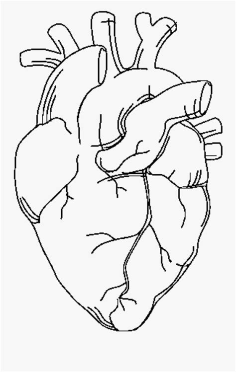 Free heart anatomy coloring pages, worksheets, labeling charts and more. 1409109_heart Anatomy Png Anatomicalheart Tattoo ...