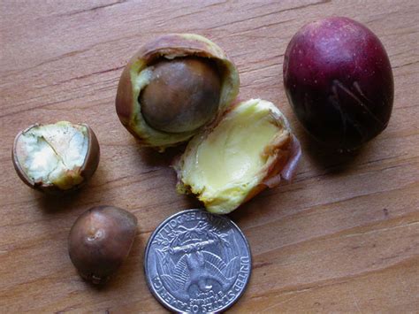 A unique root system makes this tree one to remember. Umbellularia californica, California bay, laurel | Trees ...