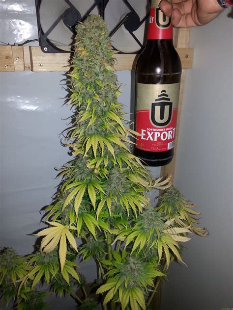 Are they as trustworthy as they claim? Strain-Galerie: Chronical (Bulk Seed Bank) PIC ...