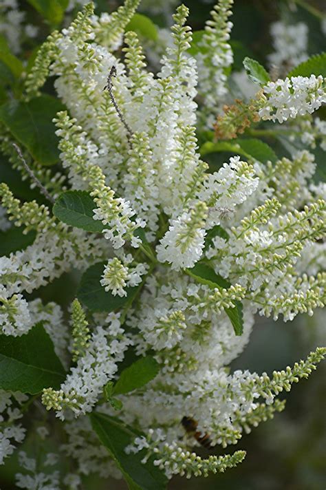 Sweet almond bush blooms with tiny, white, fragrant, tubular blossoms that absolutely cover the shurb. Sweet Almond sprays fill the air with sweetness | Long ...