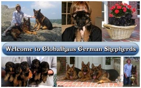 My german shepherd died a few weeks ago and my family and i have been looking for male. Home - Globalhaus German Shepherds
