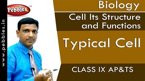 Published on aug 2, 2018 cell is the basic unit of all living organism. Typical Cell : Cell Its Structure and Functions | Biology ...