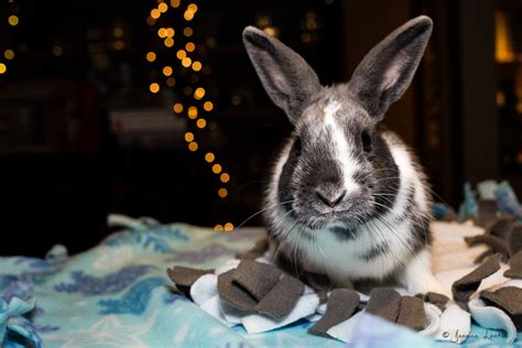 Every adoption requires a completed and approved application and at least one visit to our shelter in norwalk, ct. Pets for Adoption at Hop A Long Hollow Rabbit Rescue, in ...