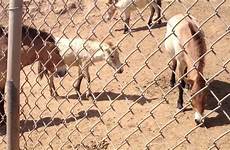 zoo san diego safari park horses feeding przewalski