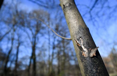 Der als schwarzer pilz bezeichnete krankheitserreger wird den schimmelpilzen zugeordnet und kann quasi überall in der umwelt vorkommen. Schwarzer Tod: Wie ein Pilz Europas Ahornbäume dahinrafft ...