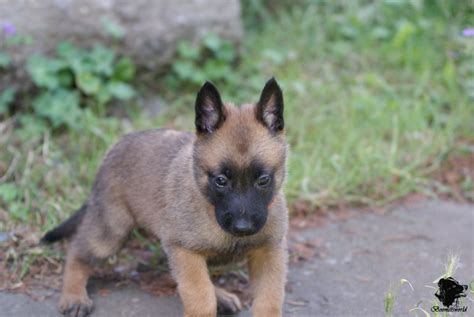 Maybe you would like to learn more about one of these? Boomer sein Leben mit den Malinois - Welpen True Angels ...