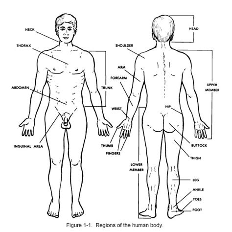 Terminology introduction to the musculoskeletal system introduction to the other systems. Basic Human Anatomy Distance Learning Course