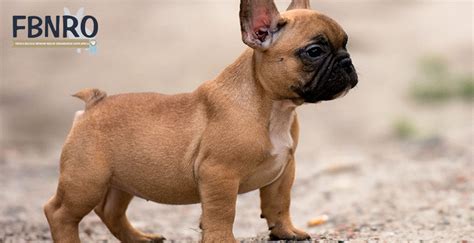 Review how much french bulldog puppies for sale sell for below. French Bulldog Network Rescue Organisation South Africa ...