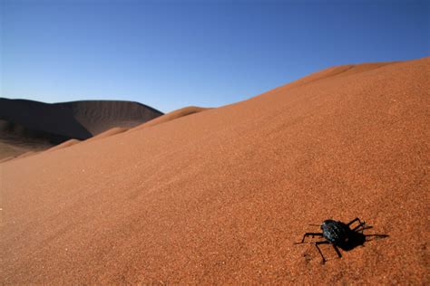 When the camel places its foot on the ground, the pads spread so that the foot does not sink in. Fauna and Flora | Sossusvlei