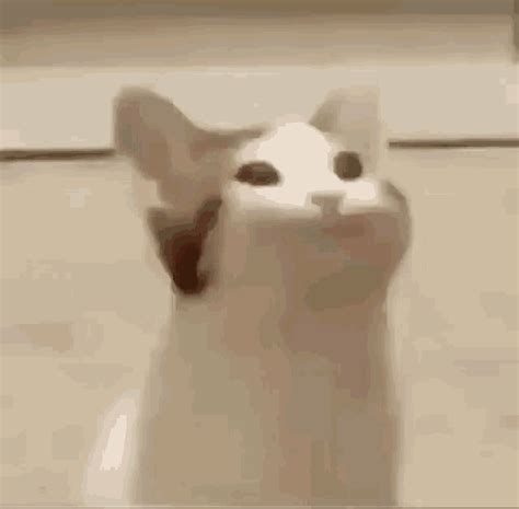 Pop cat meme compilation pizzamemes. Big Mouth Cat GIF - BigMouthCat - Discover & Share GIFs