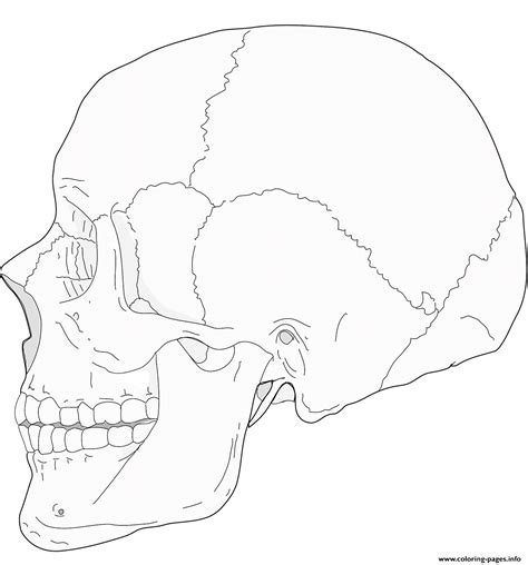 (based on keywords) color this scary skull, surrounded by pumpkins, with in background : Human Skull Side View Coloring Pages Printable