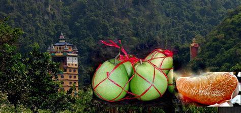 Specialties of vinh long province. KINTA CHRONICLES: Pomelo's For Chinese New Year