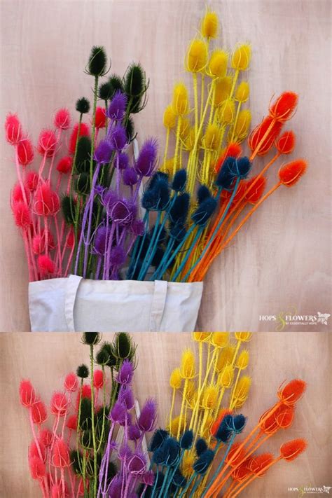 These pointers will help you in your quest to keep your flowers answer: Colourful, contemporary dried flowers. Teasels, thistles ...