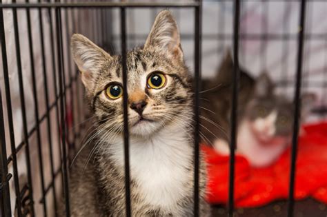 Act v rescue and rehabilitation (bloomington) bloomington, mn. What Does "No Kill" Mean? - CatTime