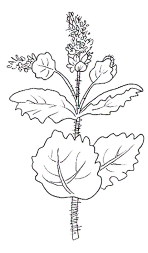 Autunno seamless con foglie disegnate a mano di acero, betulla, castagno, ghianda, frassino, quercia sul nero. Disegni fiori | Maestra Mary