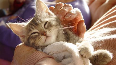 We did not find results for: New York Becomes First State to Ban Cat Declawing - Animal ...