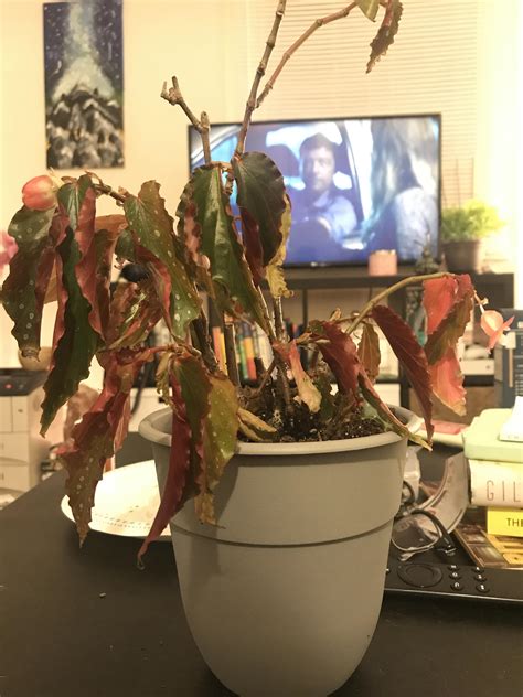 A walking tour of logee s greenhouses with byron martin blooming plants may 2020 part 2 of 2. Why is my begonia shriveled like this but still blooming ...