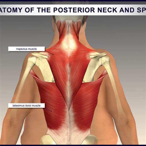 The neck muscles, including the sternocleidomastoid and the trapezius, are responsible for the gross motor movement in the muscular system of the head and neck. Anatomy of the Posterior Neck and Spine - TrialExhibits Inc.