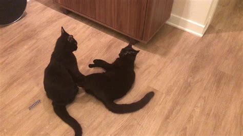 Hundreds of millions of cats are kept as pets around the world. 2 black cats play fighting - YouTube