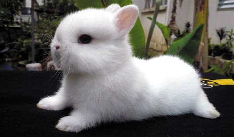 กระต่าย nd กระต่าย เนเธอร์แลนด์ ดวอร์ฟ netherland dwarf กระต่าย nd เป็น. วิธีเลี้ยงกระต่ายให้ถูกวิธี