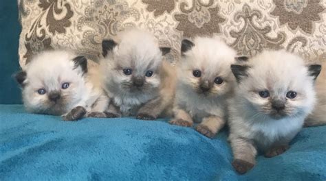 Teacup persian kittens for sale. Himalayan kittens for sale -New Jersey- www.khloeskittens ...