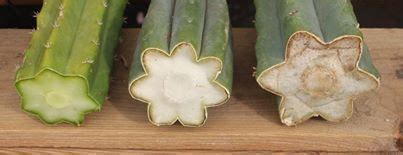 Pick a good container with drainage holes for your callused cactus cutting. Pin on Tips and Tricks