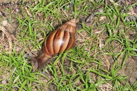 Maybe you would like to learn more about one of these? 非洲大蝸牛 Achatina fulica