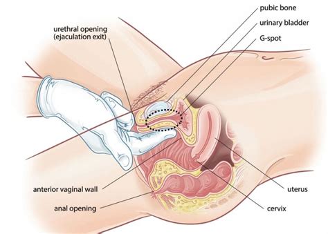 I drew a little strip of pubic hair to give an extra visual queue to the direction of the pelvis. Anatomy of the Vagina - The Penis Enlargement - The Penis ...