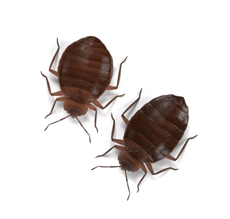 A bed bug mattress cover may help prevent bed bugs from getting into a mattress or escaping an infested one. Resistance Is Not Futile - PCT - Pest Control Technology