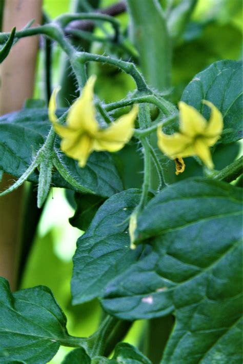 They are easy to grow and thrive under a variety of growing conditions. tomato flowers June 2018 | Yellow flowers, Plants, Garden