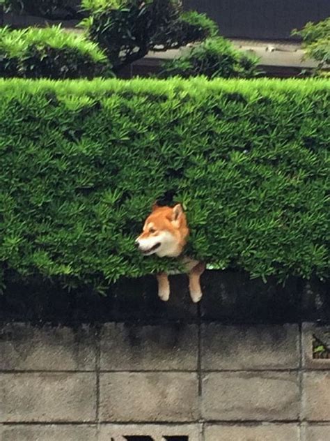 Everyday's the same boring routine, to the library and back home where he lives alone. This Happy Shiba Inu Enjoys The View After Getting Stuck ...